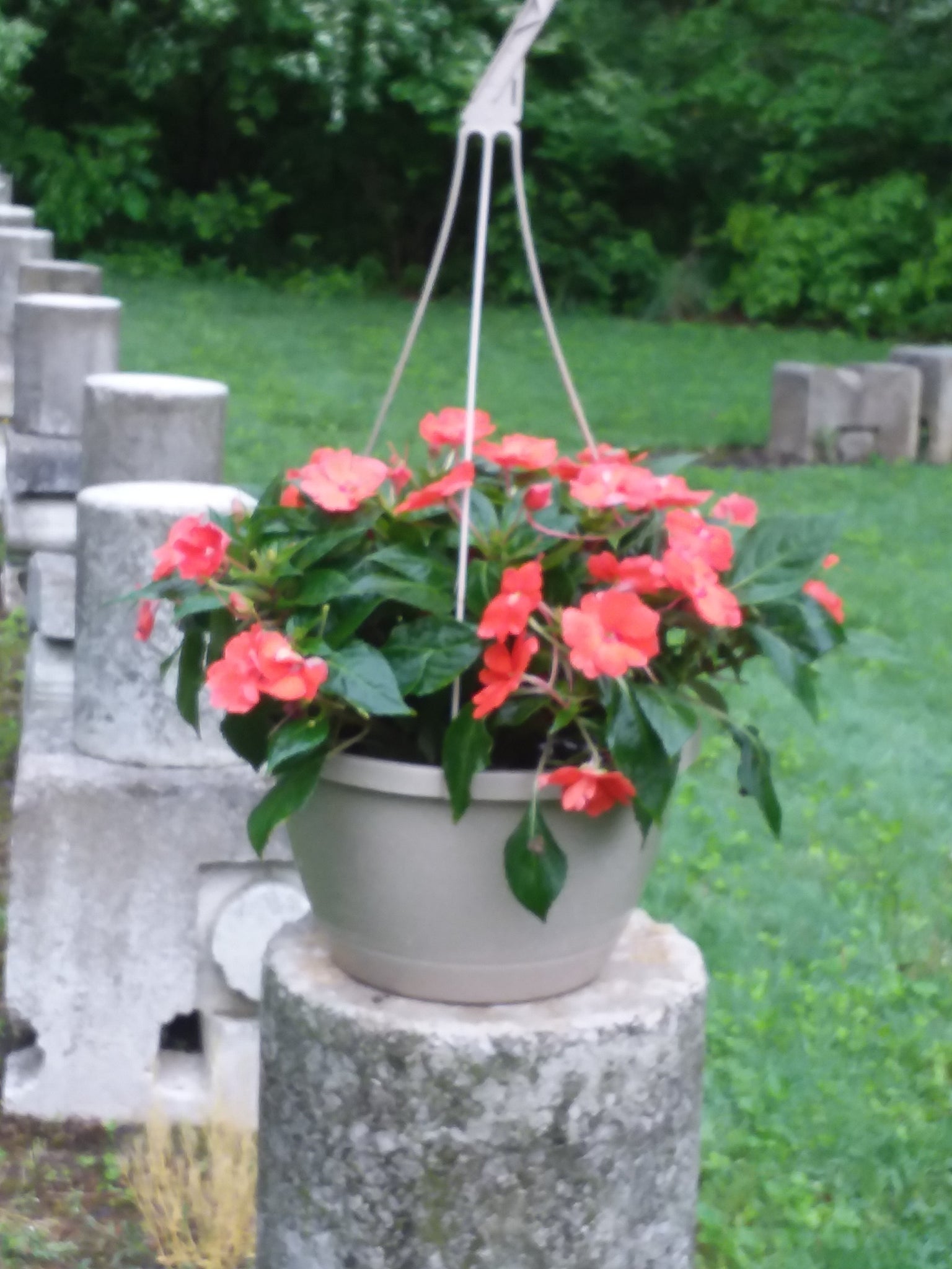 impatiens hanging plants SunPatiens Hanging Basket, Orange