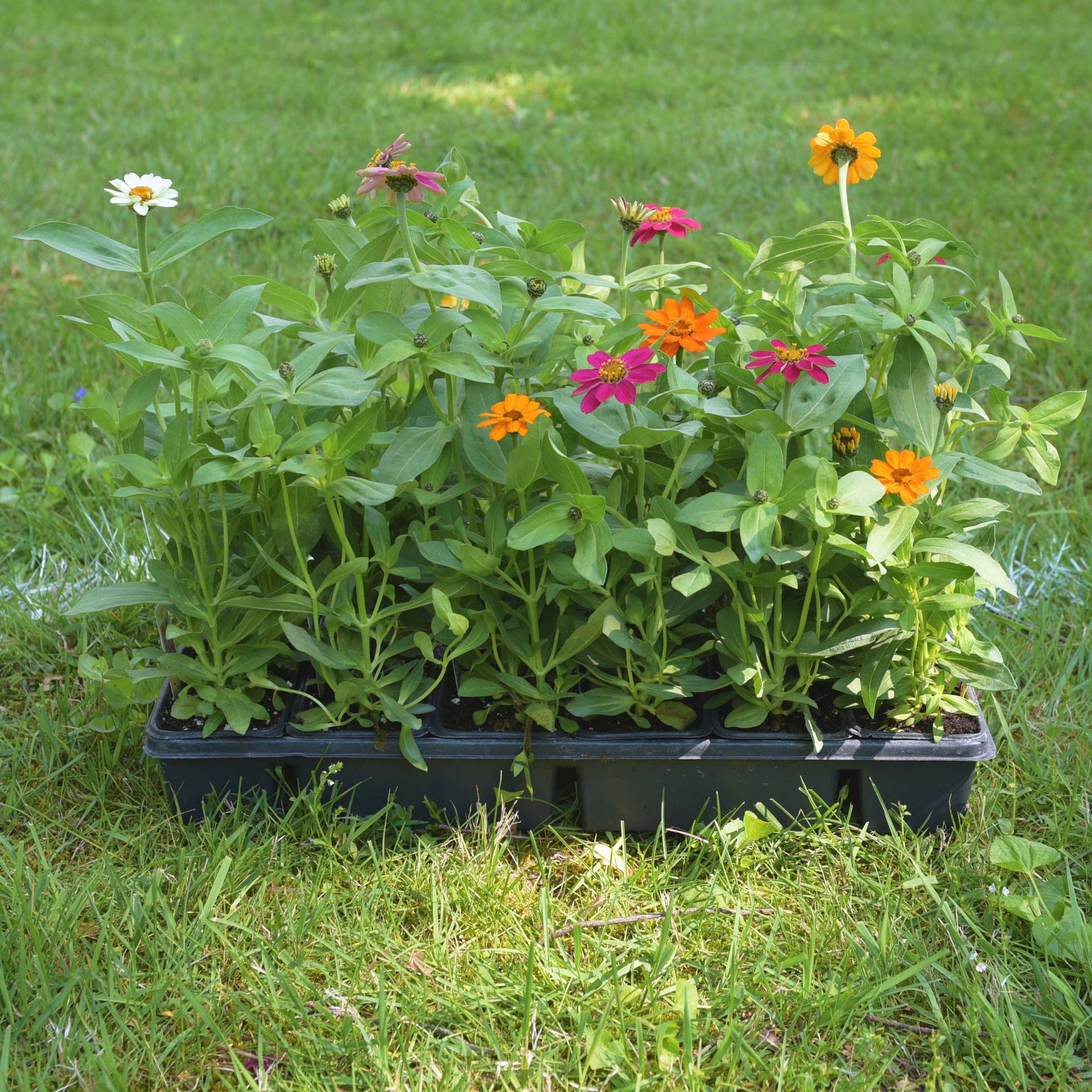 Zinnia Zahara Double Mix – CSG Flower Sale