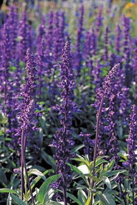 Salvia, violet