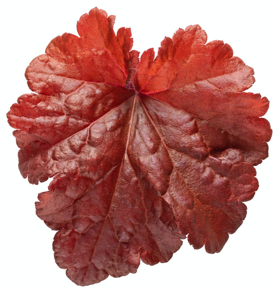 Heuchera, Primo Mahagony Monster