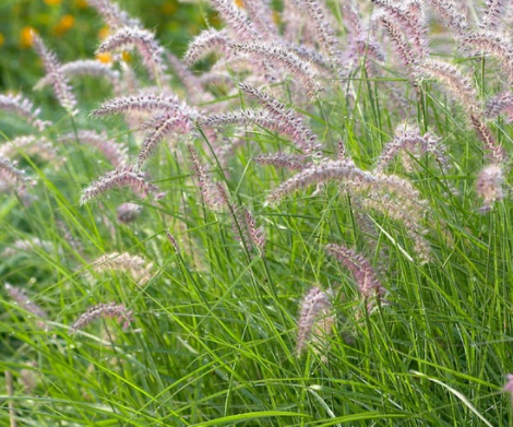 Grass-Pennisetum, Karley Rose