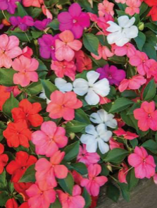 Impatiens (available in 3 colors)