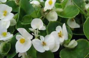 Begonias (available in 2 varieties)