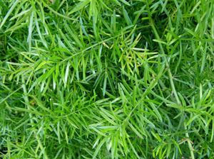 Sprengeri, Asparagus Grass