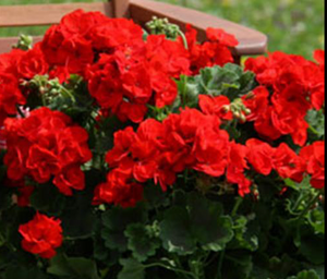 Geranium Patio Pot, Red or Pink (12" round decorative planter)