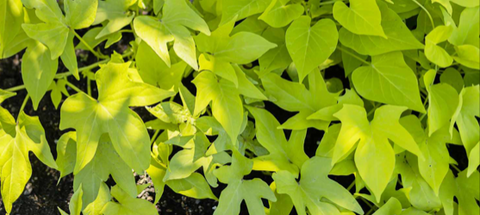 Sweet Potato Vines (Ipomoea), Light Green
