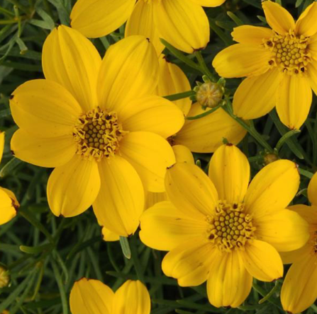 Coreopsis v. Sylvester