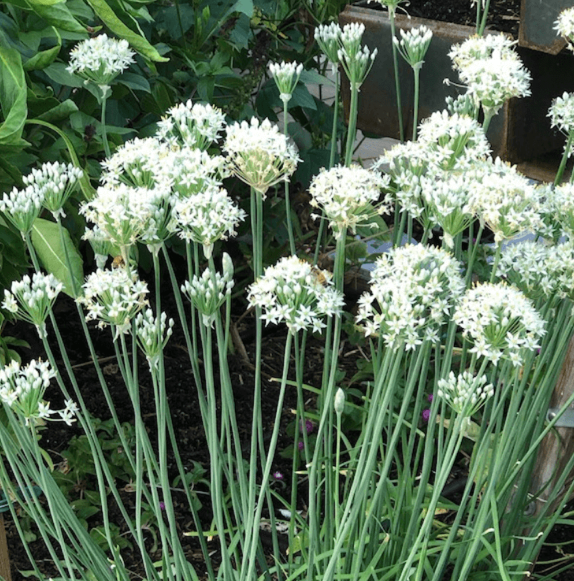 Chives