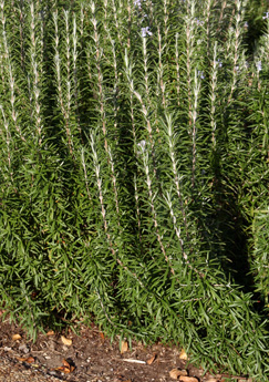 Rosemary
