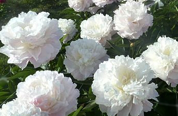 Garden Peony, White (Shirley Temple)