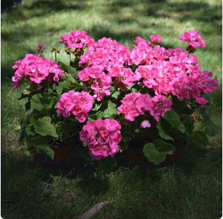 Double Bloom Geraniums (Pink & Red)