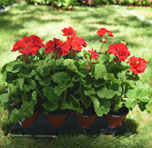 Double Bloom Geraniums (Pink & Red)
