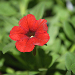 Wave Petunias (available in 3 colors)